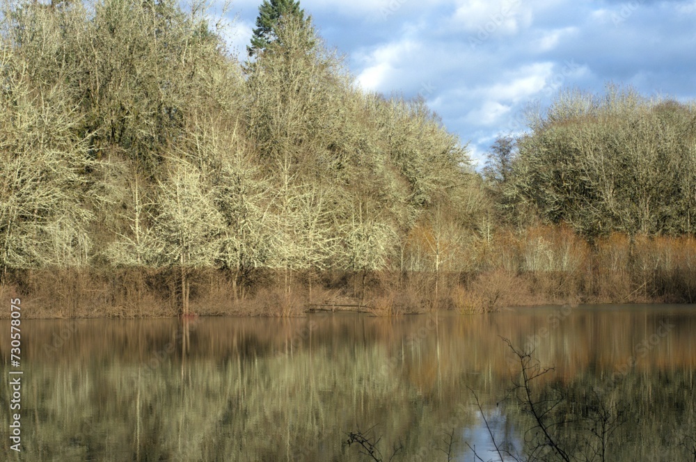 Bare trees along a riverbank, reflected in the still water. Bare trees along a riverbank, reflected in the still water.