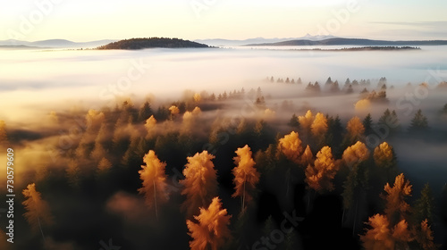 Forest landscape, exotic foggy forest © ma