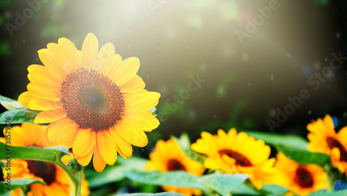 Beautiful close up sunflower blooming, Wallpaper nature background.