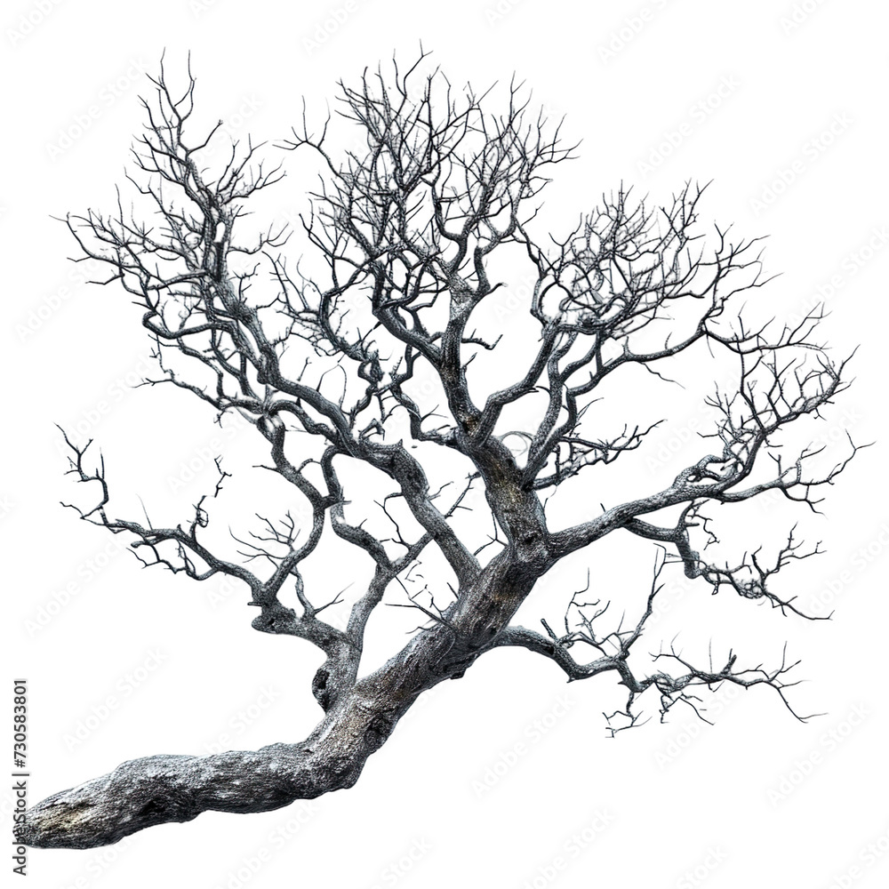 Bare, twisted tree branch extends against a stark, isolated on a white background Bare, twisted tree branch extends against a stark, isolated on a white background