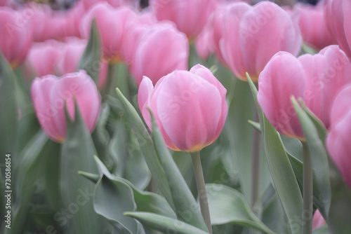 a field full of purple tulips on the flower bulb field