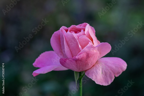 Bokeh. Close-up of a single pastel pink rose growing on a garden shrub. Blooming roses with a separate focus. A lonely pink garden rose blooming in close-up. A pink rose on a blurred background. 