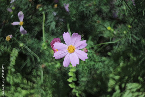 a Cosmos bipinnatus the spring flower concept