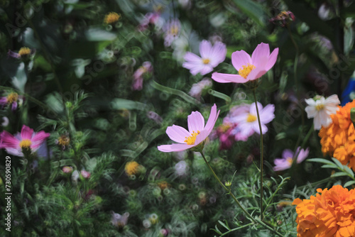 a Cosmos bipinnatus the spring flower concept