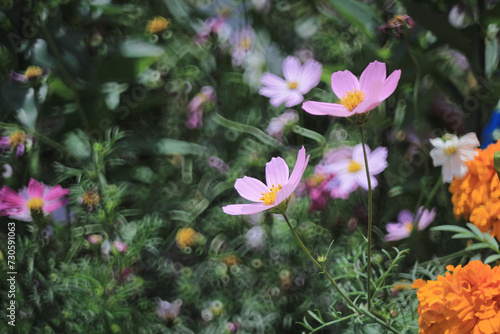 a Cosmos bipinnatus the spring flower concept
