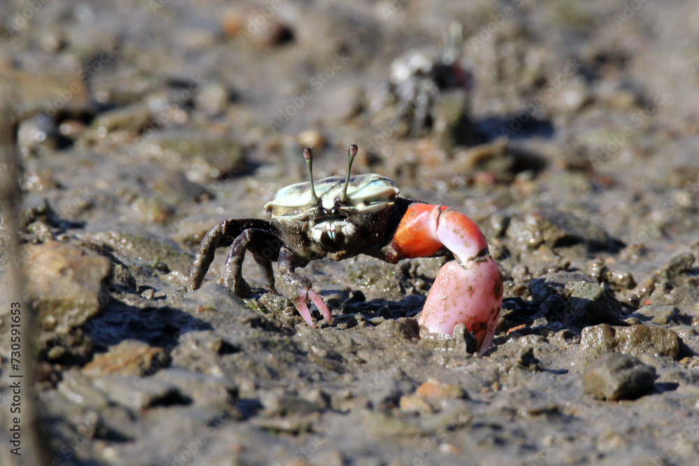 Fiddler crab with an orange claw on the mud of mangroves Fiddler crab with an orange claw on the mud of mangroves