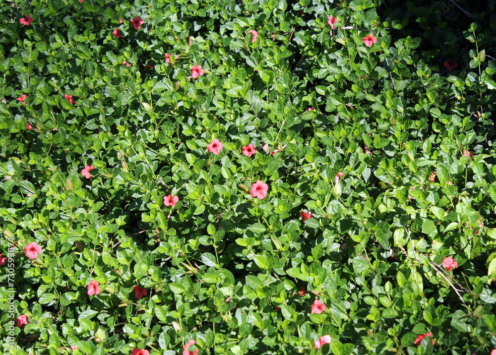 Coral Creeper (Barleria repens) plant with red flowers in a garden