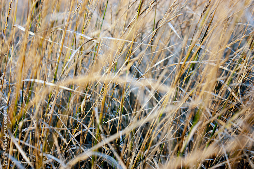 Fototapeta premium Fragment of grass in a meadow. Close-up view of grass. The grass in the meadow is illuminated by the sun, side view.