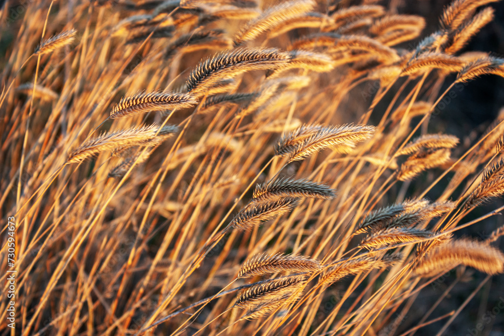 Fototapeta premium Dried flowers in the rays of sunset. Dry herbs in the meadow at sunset. Evening field in the countryside. Sunset over the field and the silhouette of the grass.