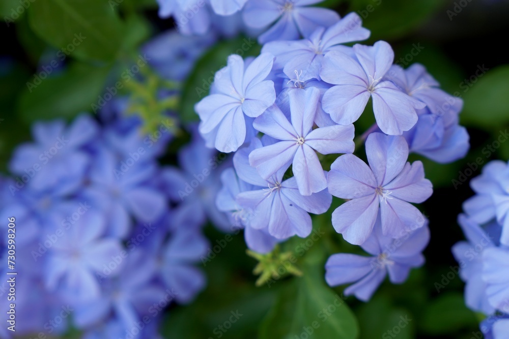 Selective focus on softness purple flower, cape leadwort or white plumbago in the morning light with dramatic and vintage color. Nature and floral background.