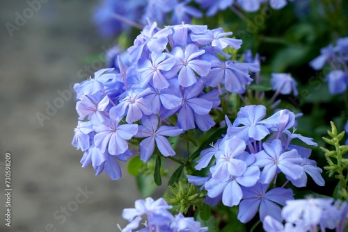 Selective focus on softness purple flower, cape leadwort or white plumbago in the morning light with dramatic and vintage color. Nature and floral background. photo