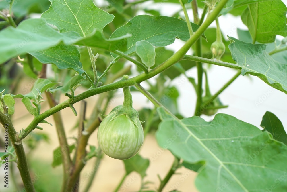 Obraz premium selective focus on freshness green brinjal (round eggplant) in sunlight. Organic food and vegetables gardening or city farming concept. beauty nature background.