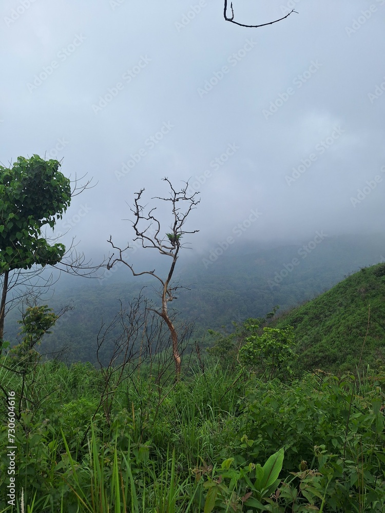 Obraz premium tree in the fog