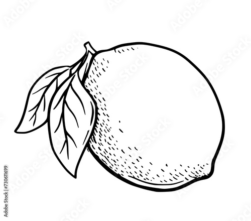 Hand drawn etching lemon with leaves. Fruit in sketch style, whole fresh citrus. Vector black and white drawing isolated