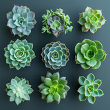 Eco-Friendly Flair with Succulent Plants in Green Shades