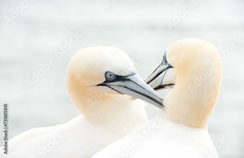 Two gannets (Morus bassanus) (synonym: Sula bassana) with white plumage beak together, gently touch each other with their beaks, tenderness, affection, cuddling, close-up with light background photo