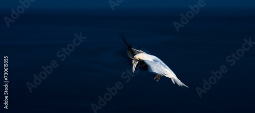 A gannet (Morus bassanus) (synonym: Sula bassana) in flight over the dark sea, late evening, wiping effect, motion blur, clear lines and strong colour contrasts, landing approach to the gannet colony photo