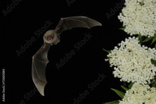 Common bent-wing bat (Miniopterus schreibersii) flies past a flowering elder (Sambucus), Pleven, Bulgaria, Europe photo