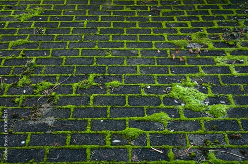 Moss, moss covering, proliferates in the joints of paving stones, Stuttgart, Baden-Wuerttemberg, Germany, Europe photo