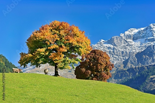 Cows standing in front of sycamore maple (Acer pseudo plantanus), in autumn colours in front of snow-covered mountains, Canton Uri, Switzerland, Europe photo
