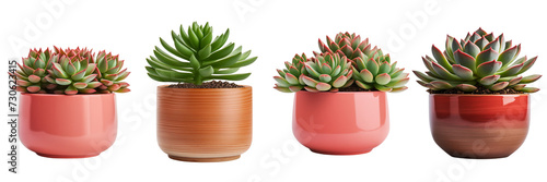 Set of a Potted succulent isolated, on a Transparent Background