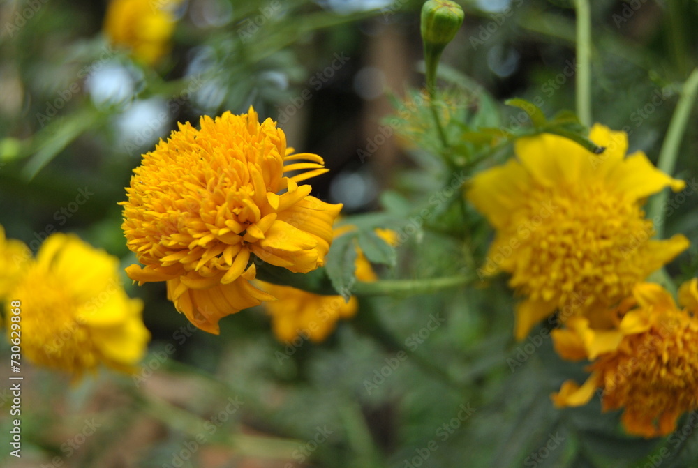 Yellow dandelions bloom in the garden Yellow dandelions bloom in the garden