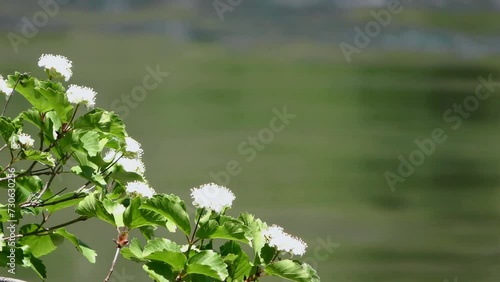 Spring season white tree blossoms focused against river background 