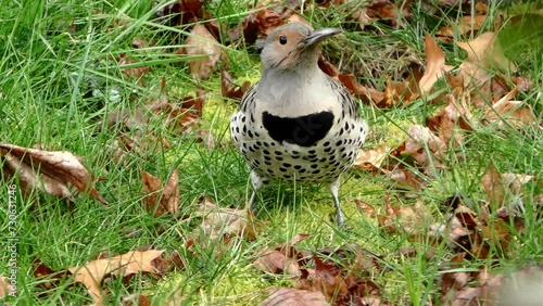 Colorful wild flicker bird on green grass eating