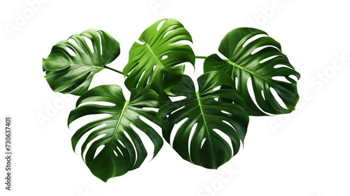 Monstera deliciosa isolated on transparent background, Generative ai.