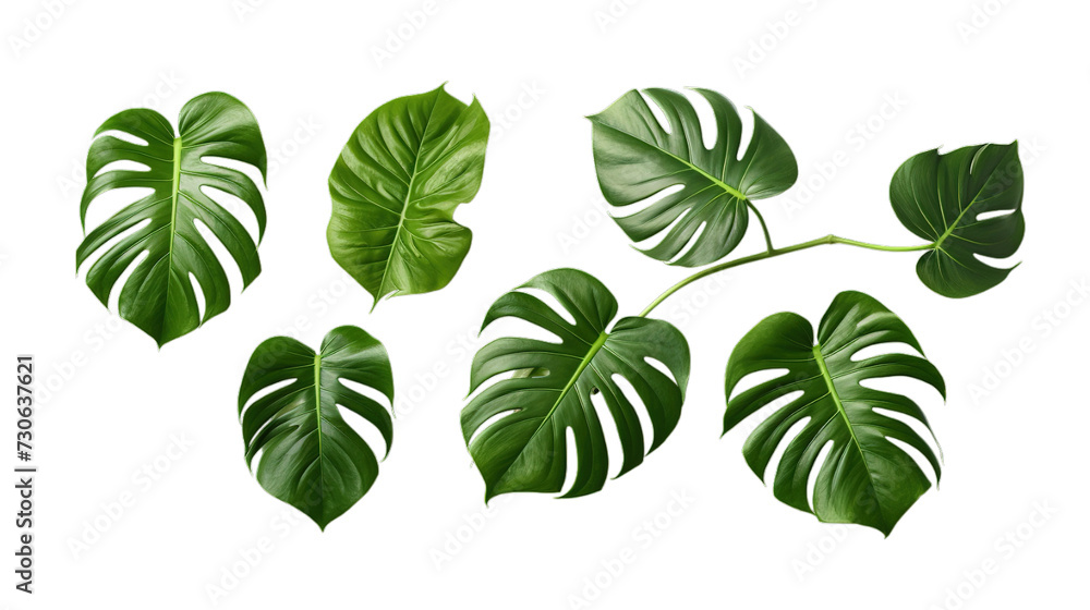 Monstera deliciosa isolated on transparent background, Generative ai. Monstera deliciosa isolated on transparent background, Generative ai.