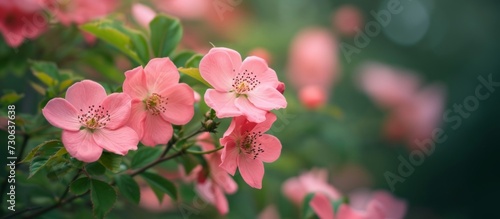 Rare pink flowers on a rosehip bush