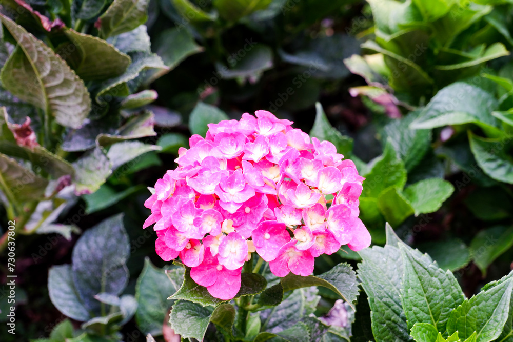 Selective focus of pink hydrangea flowers in bloom. Selective focus of pink hydrangea flowers in bloom.
