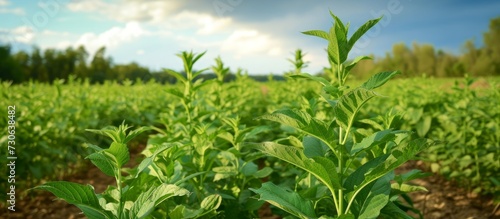 Northern tobacco in the field is a medicinal and addictive plant.