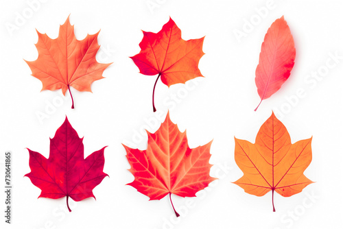 set of autumn dry red leaves  isolated on white