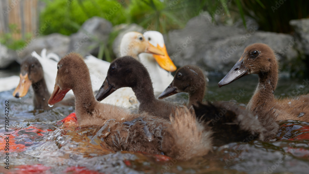 ducks, duck family, in the pond, close-up ducks, duck family, in the pond, close-up