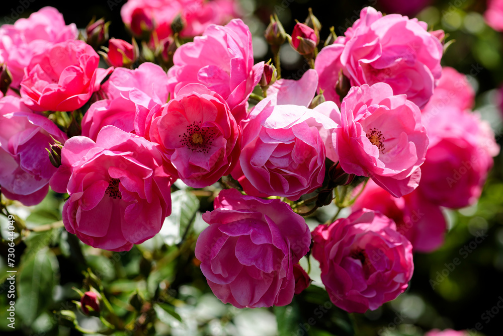 ピンク色の薔薇 ピンク色の薔薇