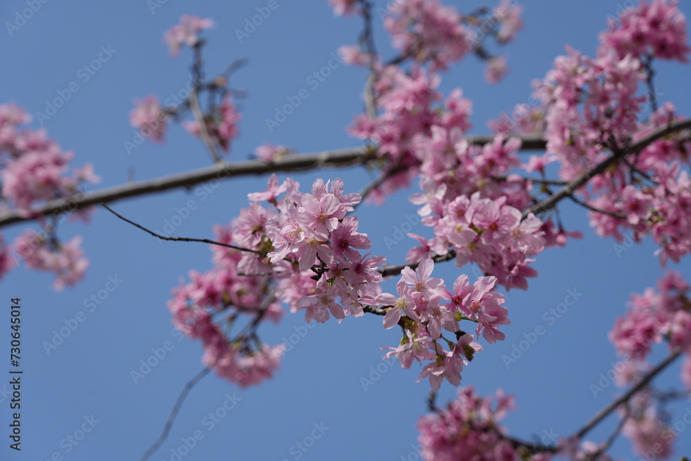 blossom in spring blossom in spring