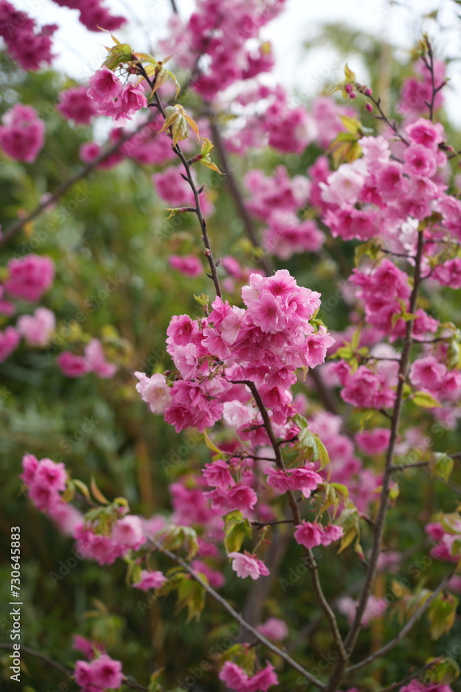 pink and white flowers