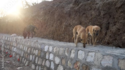 Dehradun, uttarakhand - India. A group of stray dogs standing on a stone wall. photo