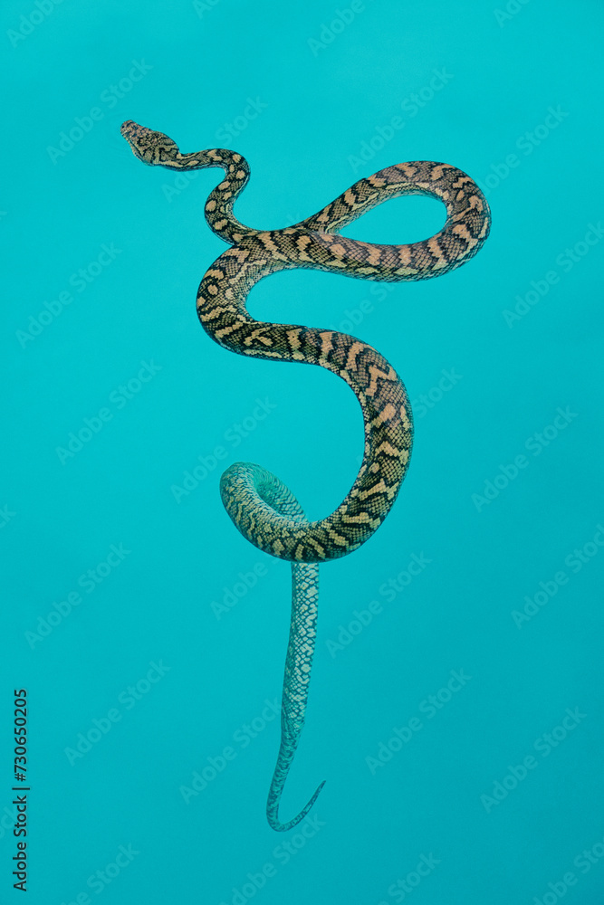 Fototapeta premium Python snake in the turquoise water of a swimming pool in Brisbane, Australia