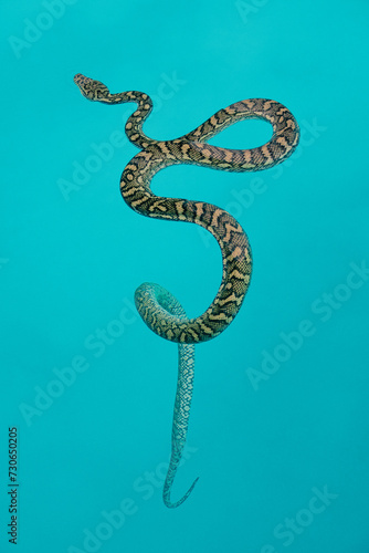 Python snake in the turquoise water of a swimming pool in Brisbane, Australia