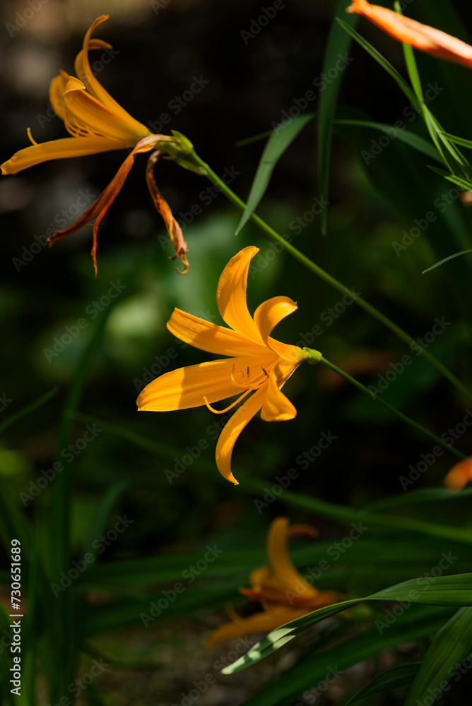 Obraz premium ヒメカンゾウ