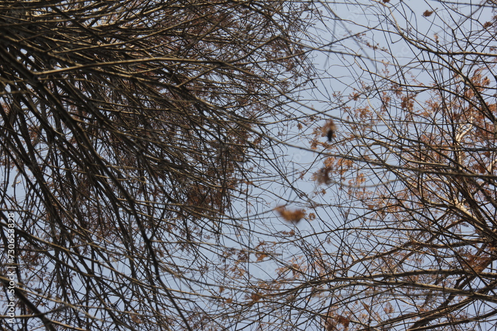 Nature Beautiful Tree Branches Isolated in the sky Nature Beautiful Tree Branches Isolated in the sky