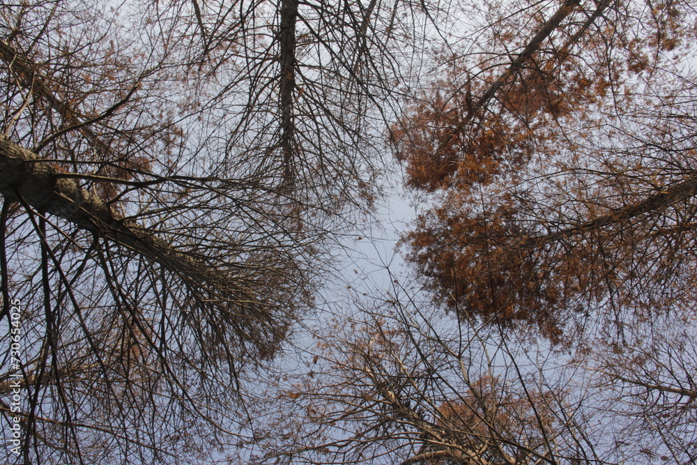 Nature Beautiful Tree Branches Isolated in the sky Nature Beautiful Tree Branches Isolated in the sky