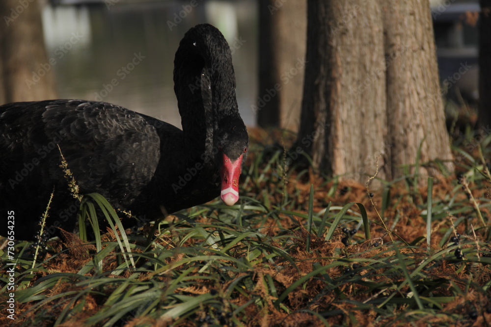 Fototapeta premium Dark black swan eating grass