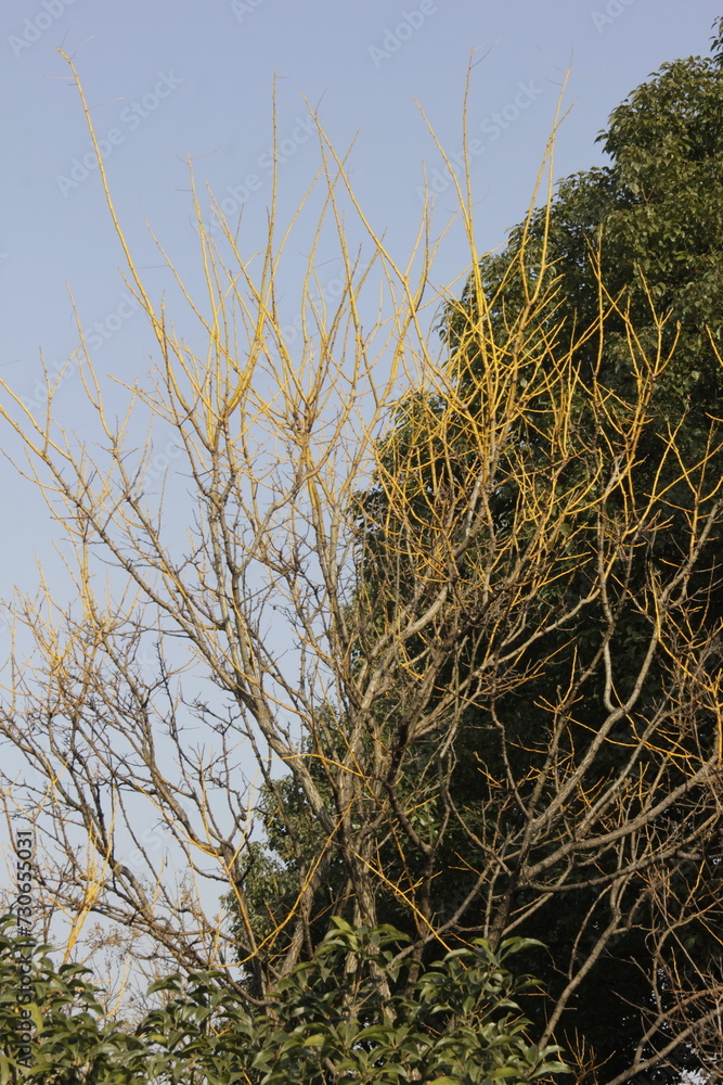 Fototapeta premium Nature Beautiful Tree Branches Isolated in the sky