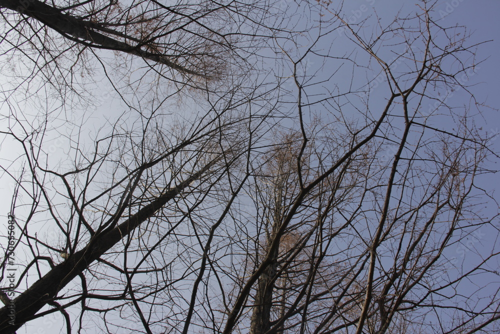Nature Beautiful Tree Branches Isolated in the sky Nature Beautiful Tree Branches Isolated in the sky