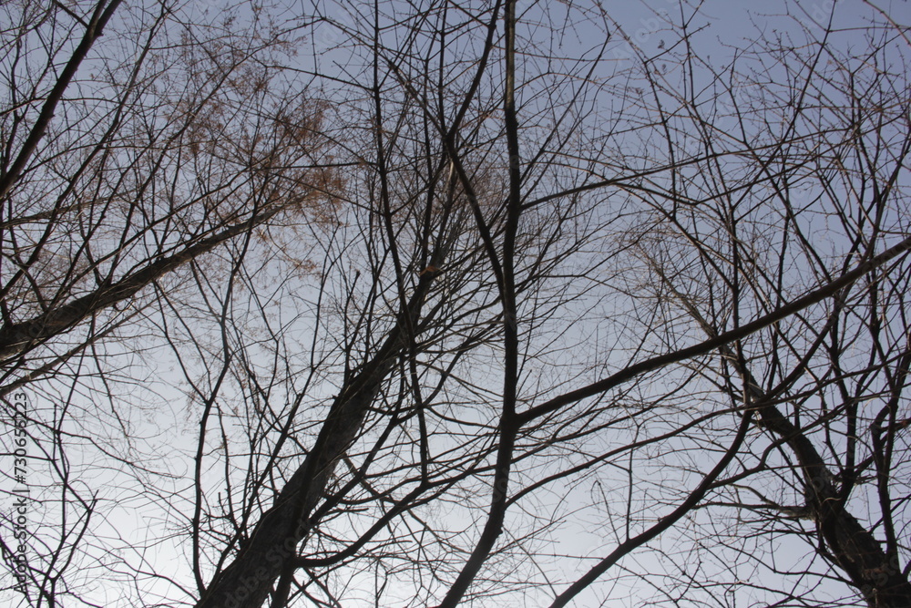 Nature Beautiful Tree Branches Isolated in the sky Nature Beautiful Tree Branches Isolated in the sky