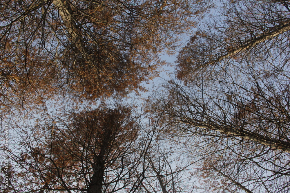 Nature Beautiful Tree Branches Isolated in the sky Nature Beautiful Tree Branches Isolated in the sky