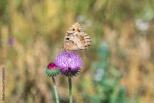 Hipparchia syriaca butterfly on a thistle flower photo